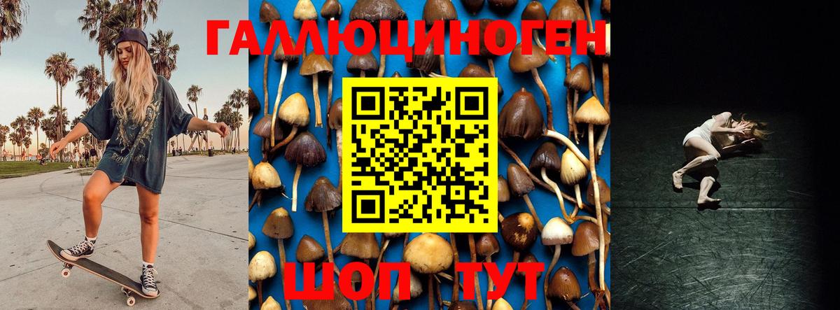Псилоцибиновые грибы прущие грибы  Вход с VPN  Камень-на-Оби 